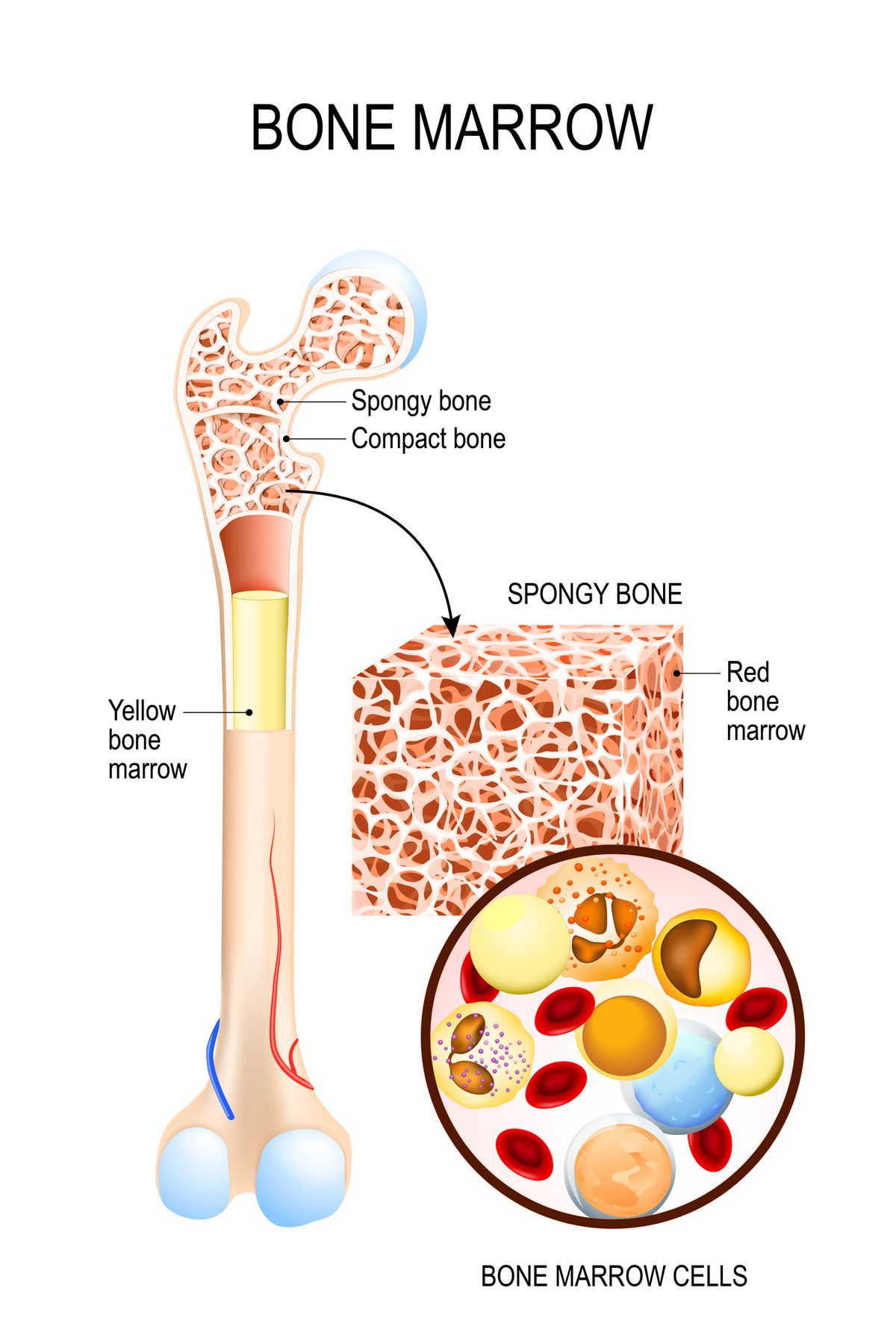 Bone Marrow: The Source of Blood Cells