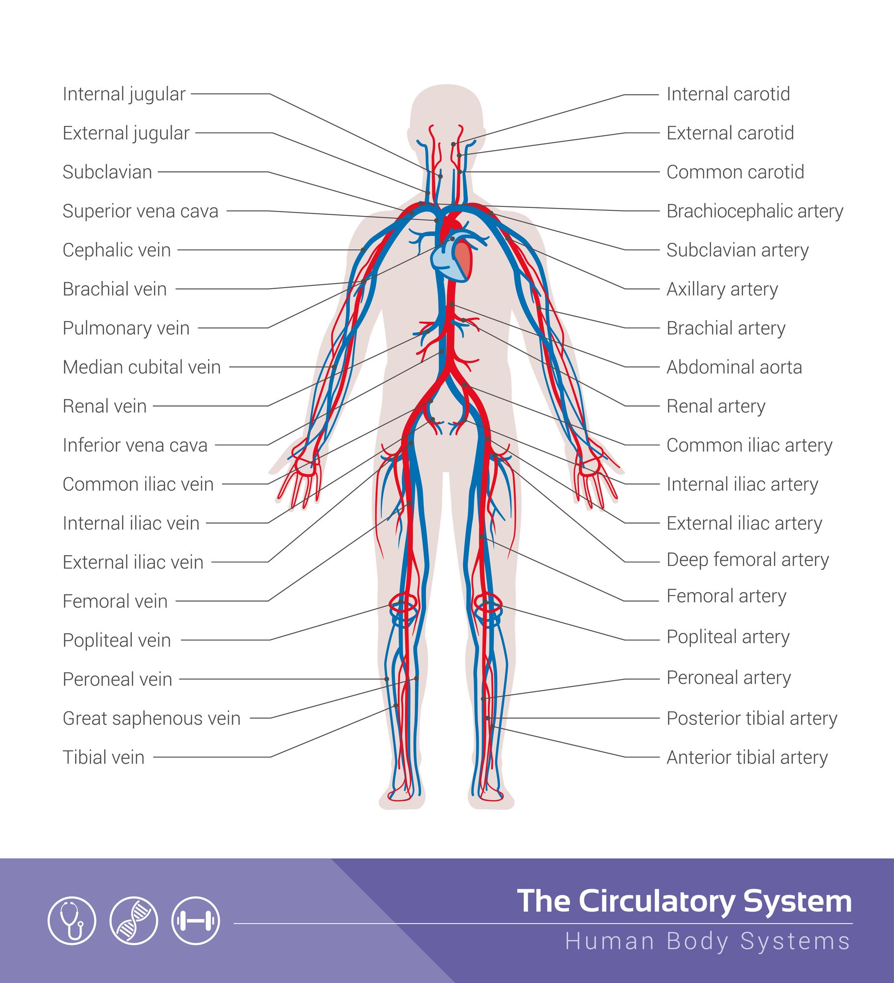 Day 2: The Circulatory System